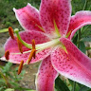 Meet your Posher, Lily